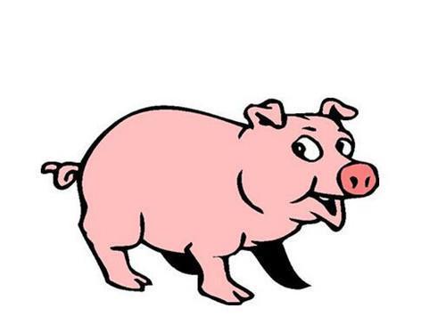 属猪的明日运程|生肖猪