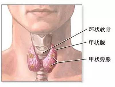 大庆市甲状腺癌占人口的多少_大庆市地图(2)