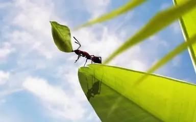 鱼蚂蚁蜻蜓猜成语_蜻蜓简笔画(3)
