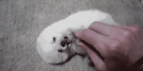 壁纸 动物 狗 狗狗 500_250 gif 动态图 动图