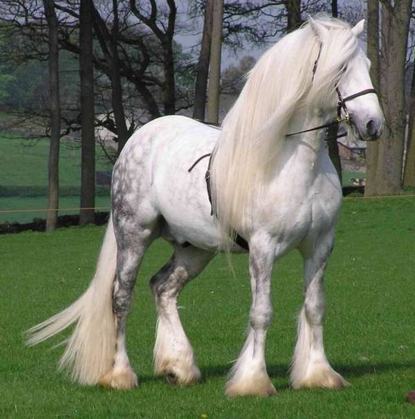 世界上最漂亮的马,每一匹都价值连城