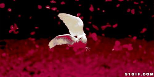 四,呼吸系统,信鸽的呼吸频率在不飞时一般都在90-120之间,当气温高于