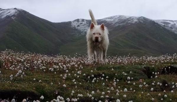 谁是土狗!我们的名字叫中国龙犬-新闻频道-手机搜狐