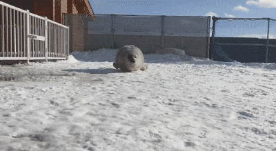 日本最大水族馆小海豹走红推特,酷似大叔下班状态