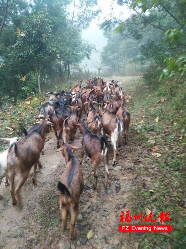 闽侯放羊农突然中风,100多只纯正放养土山羊急需销路!你愿意帮他吗?