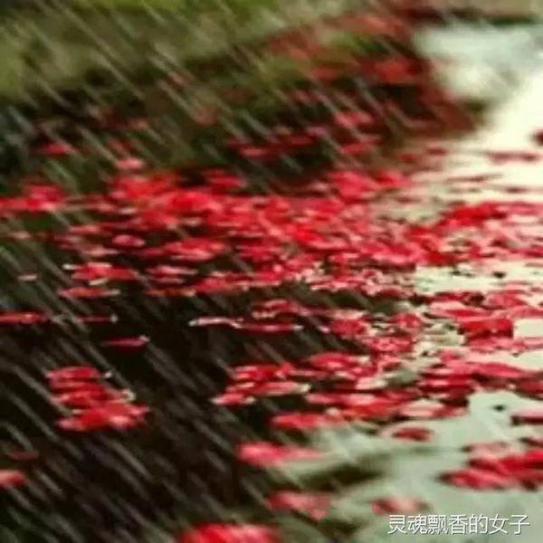 落雨打花 花落地,大地吻花 花哭泣