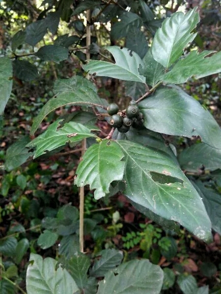 鸡爪簕是喜阴植物,常常在灌木丛