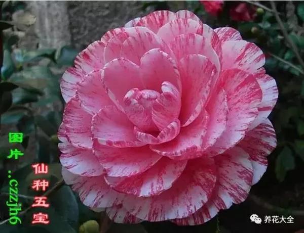 这30款最美茶花,款款价值连城!