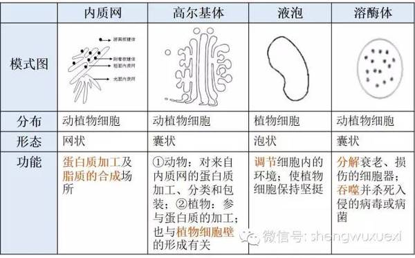 【高中生物】各种细胞器的比较