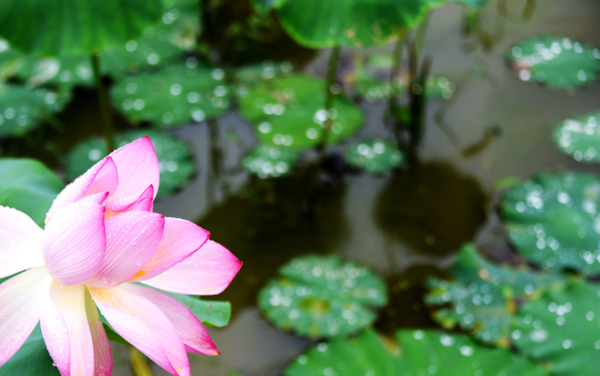 四季花儿开简谱_红莓花儿开简谱(2)