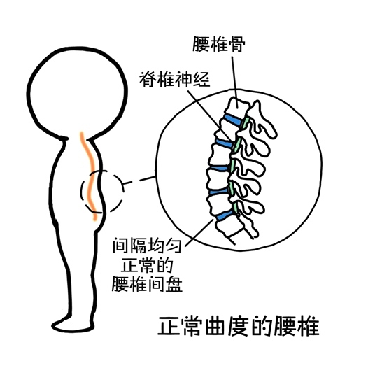 弯腰的姿势会破坏腰椎的生理曲度,让腰椎变直甚至反弓,从而对腰椎间