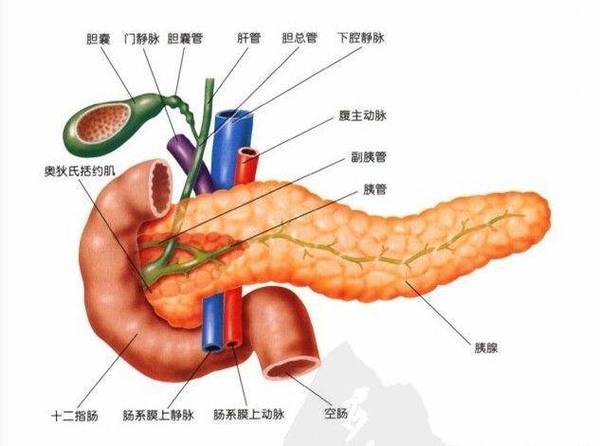 在了解病因之前,我们需要先来了解一下胆道系统的解剖结构—— 解剖