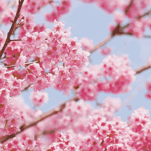 非常正的西瓜红 适合喜欢粉色但又觉得自己皮肤颜色架不住的女生 这