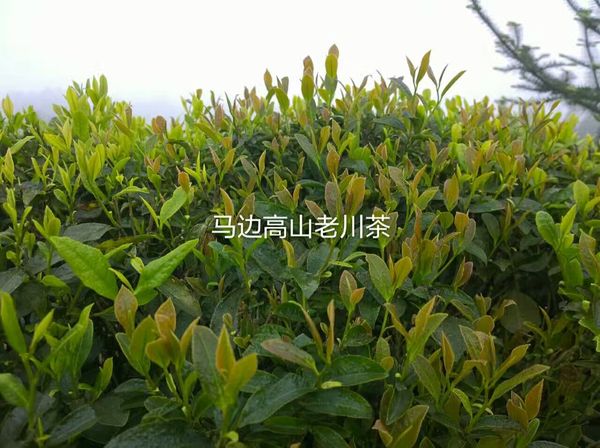 马边高山最大老川茶小叶种基地