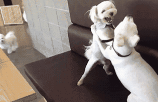 壁纸 动物 狗 狗狗 315_204 gif 动态图 动图