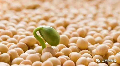 2017年,种大豆和玉米哪个赚钱更多 今年想改种大豆的亲人们速看