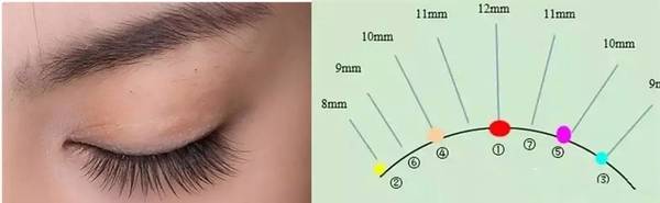 睫毛嫁接样式这样多,其实要学的就两种!