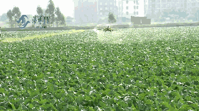 沙县出品的好东西不止小吃,花卉,蔬菜也是棒棒哒!