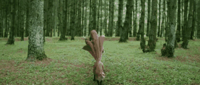 仓皇逃跑差点撞树,显得格外可爱