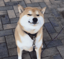 你个二哈,这是什么表情,蔑视我吗