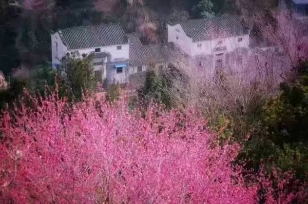 歙县卖花渔村第六届梅花节暨摄影大赛今日开启