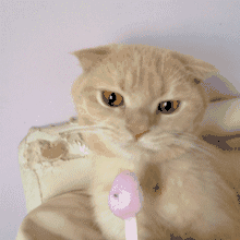 网友:你森林之王的尊严呢?