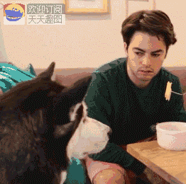 爆笑gif图:如果二哈会说话,神仙也要笑趴下