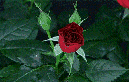 【他她美图】花开一瞬间,惊艳!