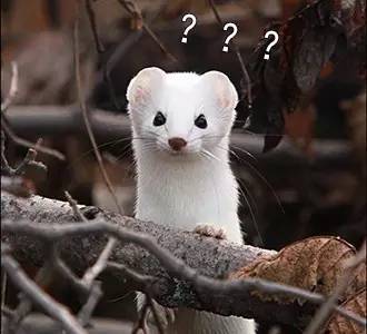 黄鼠狼觅食 打一成语 猜一字_黄鼠狼(3)