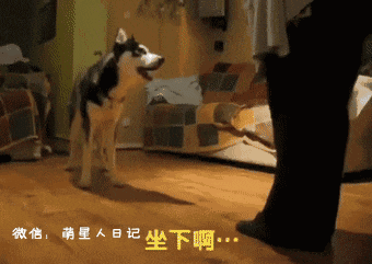 要我说这只二哈还挺乖的,要摊上一个熊孩子二哈,一言不合可能就去给
