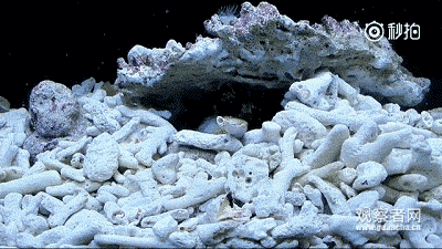 踢飞小海虾,暴打蟹老板,水中一霸皮皮虾真的没天敌?