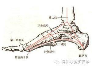 如何看待崴脚?——简单认识踝与足