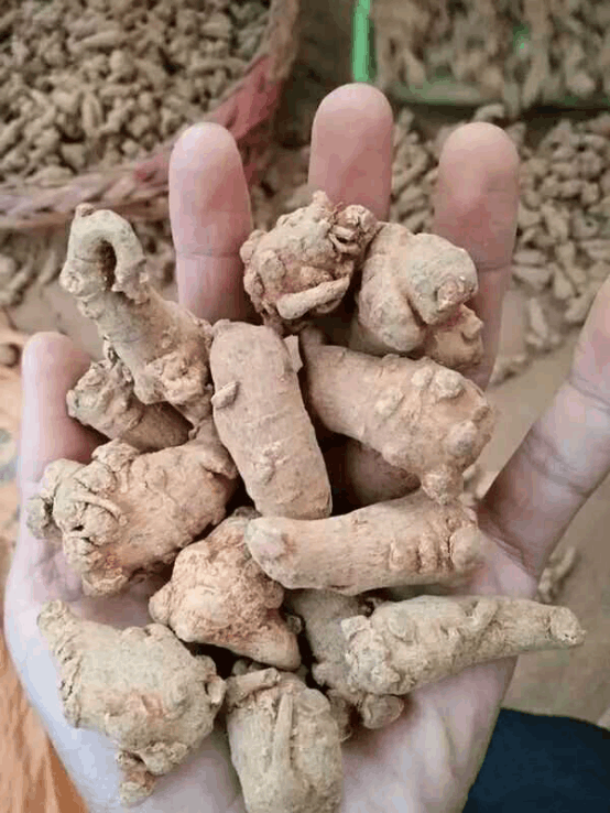 云南三七因冷空气和降雨的洗礼,交易有所放缓