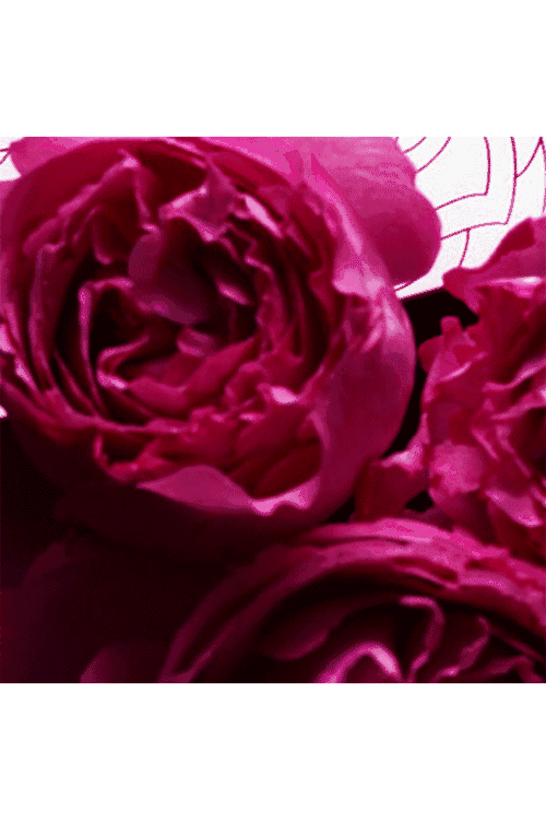 收到礼物→拆开礼物→惊喜/惊讶/惊吓→感动/十动然拒/分手这个流程 2