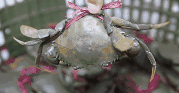 万达的胖哥俩靠一只螃蟹征服了连云港!