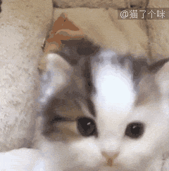 超小表情包gif 动态图,迷你小尺寸gif表情包 这毛毛,这小脸儿,萌死人啦 5.