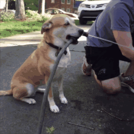 对于很多聪慧的狗狗,例如边牧,金毛等狗狗,很多人都会发出惊呼