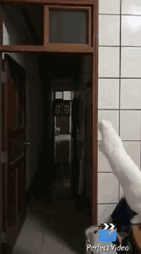 弹跳力惊人的猫星人 跳起爬窗瞬间