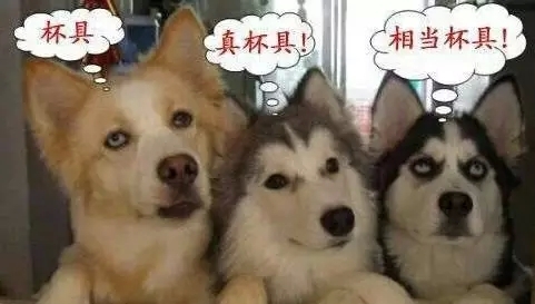 拒绝虐汪!写给情人节"吃狗粮"的菇凉
