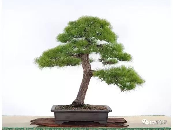 盆栽浇水多久一次 a13n5p9397533988542.jpg