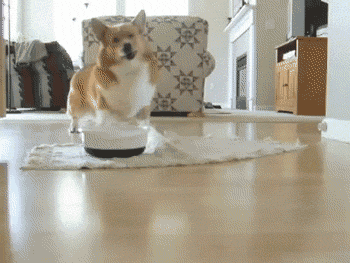 大象网讯(记者赵志恒)2月14日,撒狗粮的情人节到了