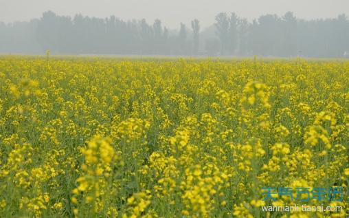 2017北京油菜花什么时候开 北京油菜花观赏地点