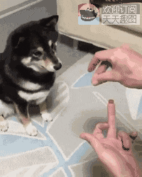 比如把柴犬的狗粮变没了,柴犬一脸懵逼