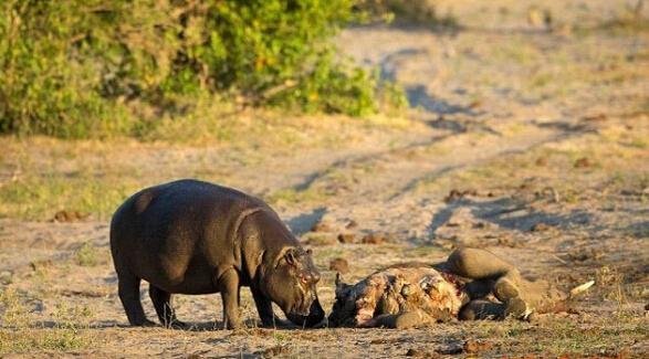 河马抢走狮子的食物竟表现的如此熟练与淡然