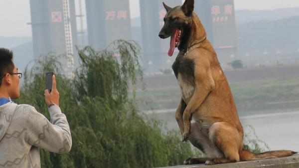 马犬几个月开始训练