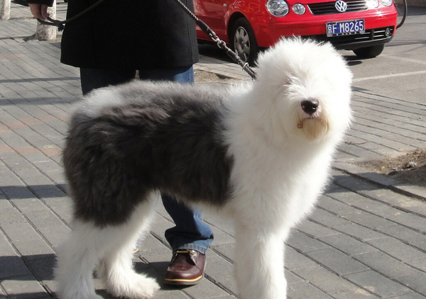 古牧犬护食怎么办