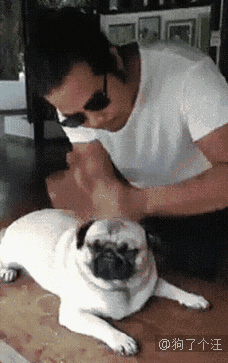 二哈去找邻居的小白狗玩,但是(第2402期)