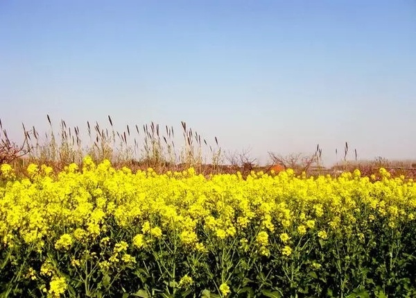 自驾坐标:株洲市荷塘区仙庾镇徐家塘村油菜花基地