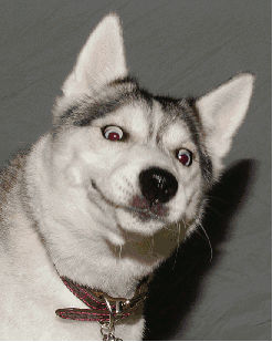 二哈gif | 翻翻这博主的微博你就会发现,人生没啥过不