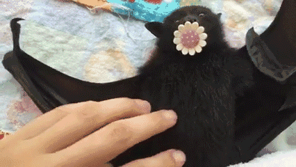 426_240gif 动态图 动图